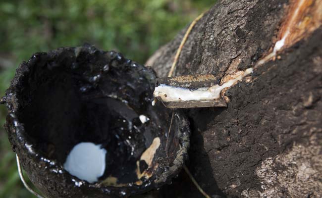 India: Draft rubber policy seeks to push exports, protect livelihoods