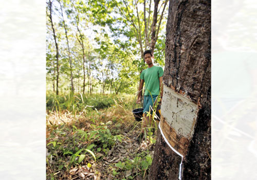 Low production and quality to blame for rubber sector’s export woes
