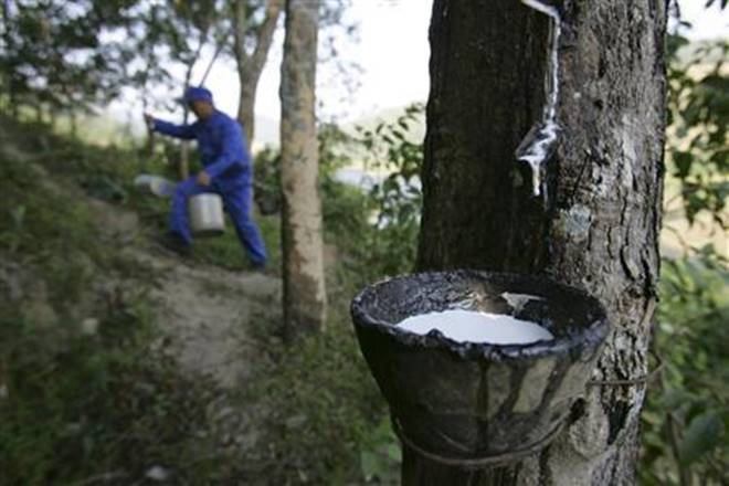 Rubber growers demand sops from government