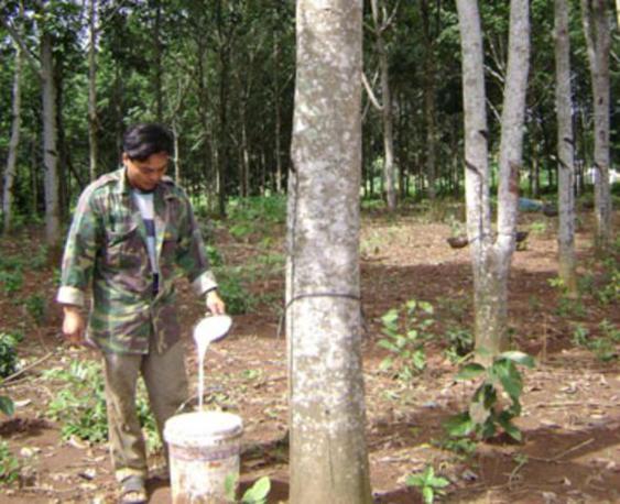With summer rains, good demand, rubber tapping continues
