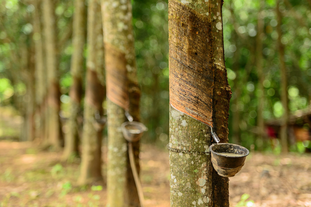 Rubber futures pressured as supply returns to normal