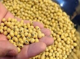 Argentina soy farmers wait on rising prices to sell rain