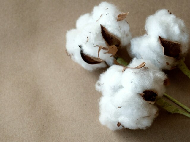 Bahawalpur Division: target of cotton cultivation set