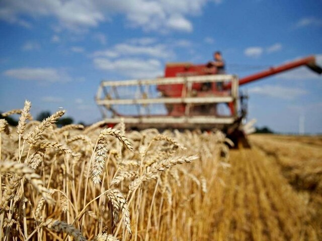 CBOT wheat drops as Kansas wheat tour projects above-average crop