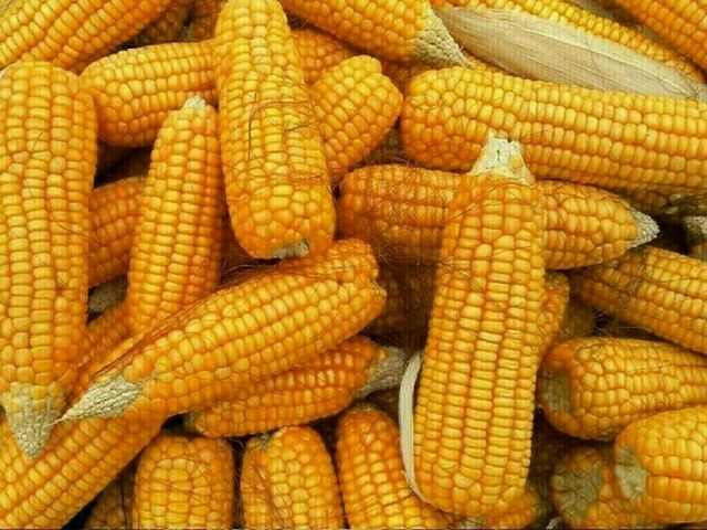 Chicago corn rises