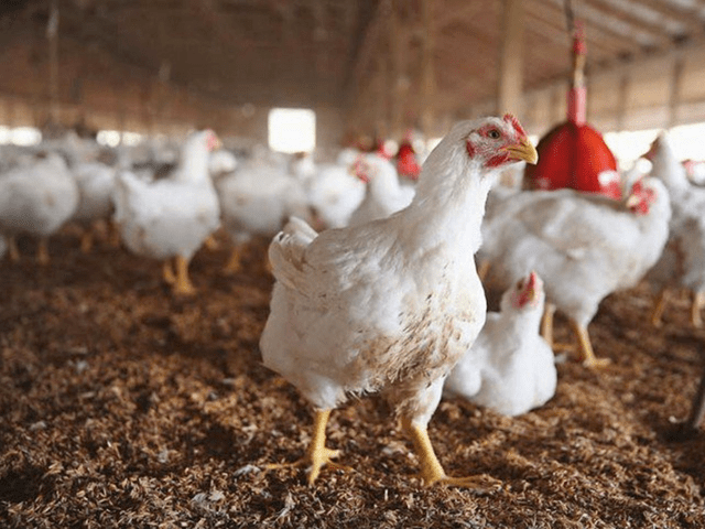 Chicken prices decline in Lahore
