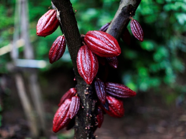 Cocoa prices decline further; robusta coffee also down
