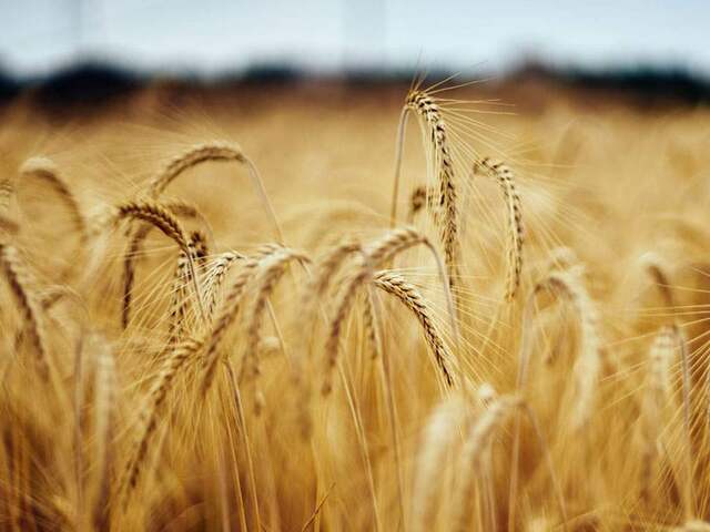 German farmers plant less winter wheat, rapeseed