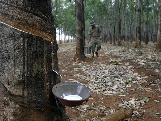 Japanese rubber futures rise on supply concerns
