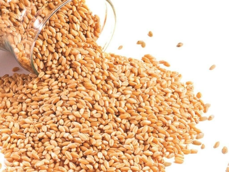 Jordan tenders to buy up to 120,000 T of wheat, traders say