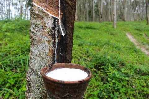 Natural Rubber Market Forecasts Consumption of US$ 30,914.3 Million by 2033, with a CAGR of 5.4%