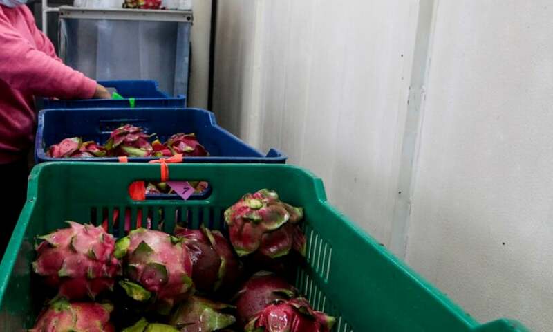 PHDEC holds webinar on dragon fruit cultivation