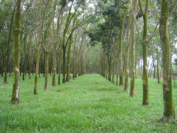 Sri Trang ‘ready’ for European deforestation regulation