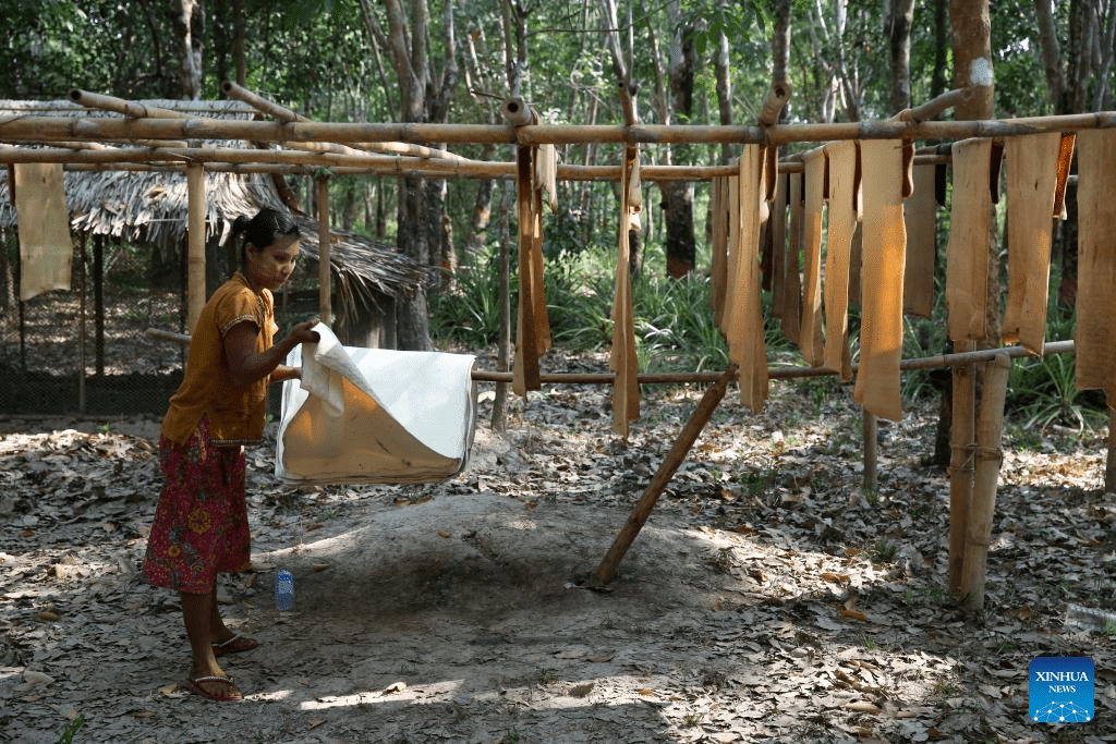 Villagers work at rubber plantation in Kawhmu Township, Myanmar