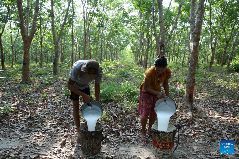 Villagers work at rubber plantation in Kawhmu Township, Myanmar