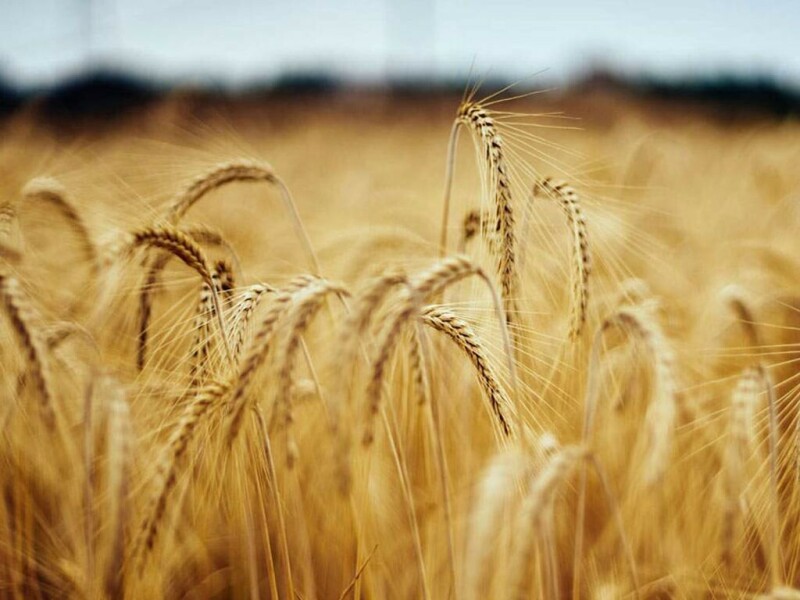 Wheat hovers near 10-month high on Russian crop worries; corn firms