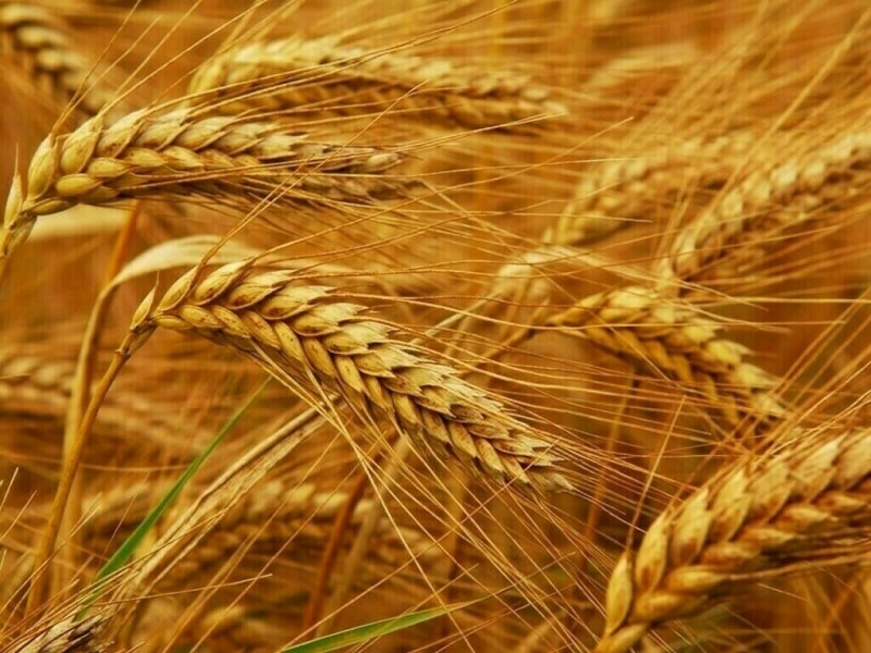 Wheat rises on demand from global buyers; corn and soybeans extend losses