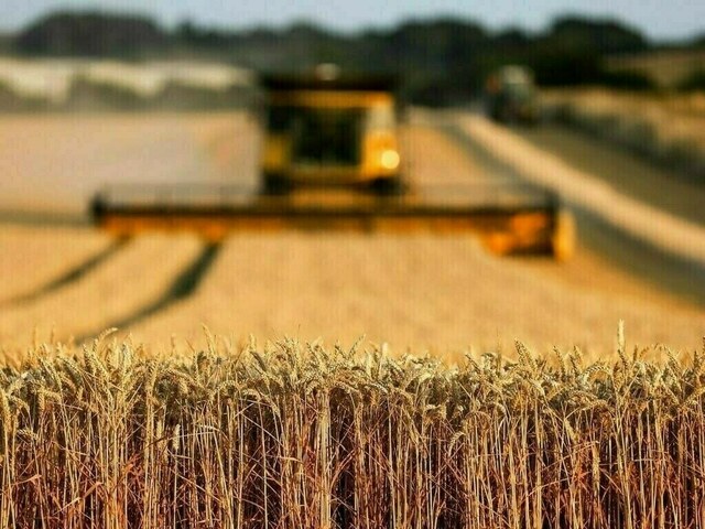 ‘Agri crops benefitting from fog sheet throughout Punjab’