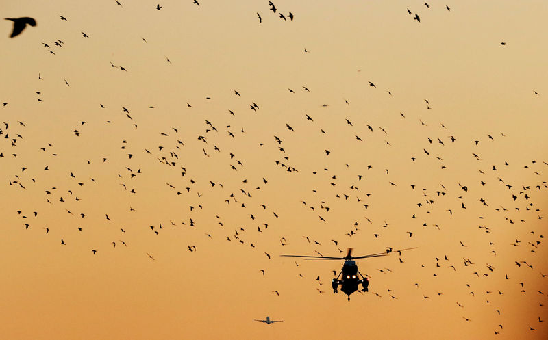 Accidentally killing migratory birds not a crime, Trump Administration says