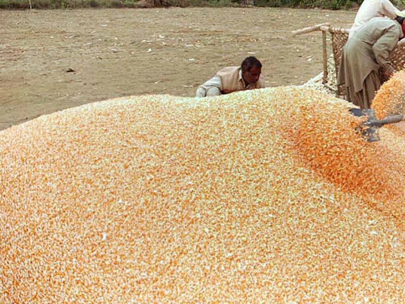 Algeria tenders to buy around 90,000 T corn, 30,000 T barley