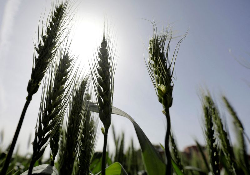 Analysis-Russia-Ukraine conflict highlights wheat supply vulnerability