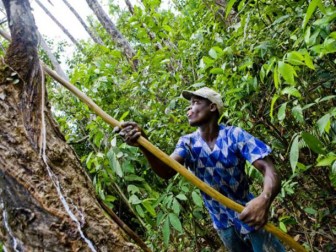 ANRPC: 2012 Chinese production of about 80 million tons of natural rubber