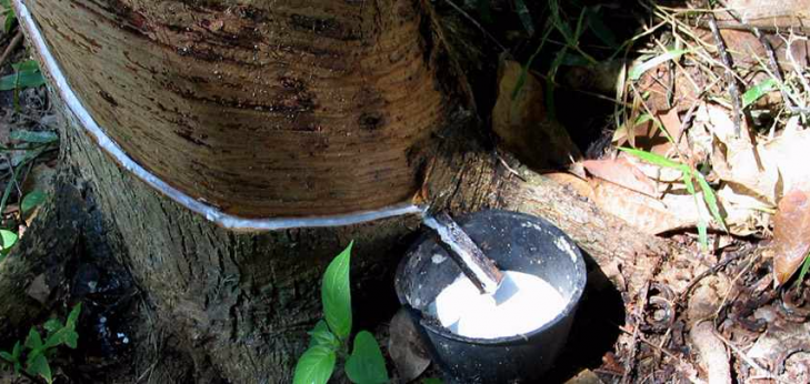 ANRPC notes natural rubber supply deficit in July