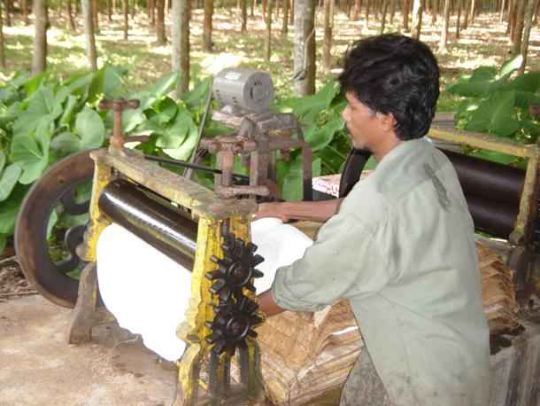 ANRPC report: Improved fundamentals fail to lift rubber prices