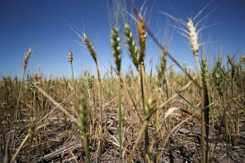 Argentina wheat sales stall as farmers wait for election, rains