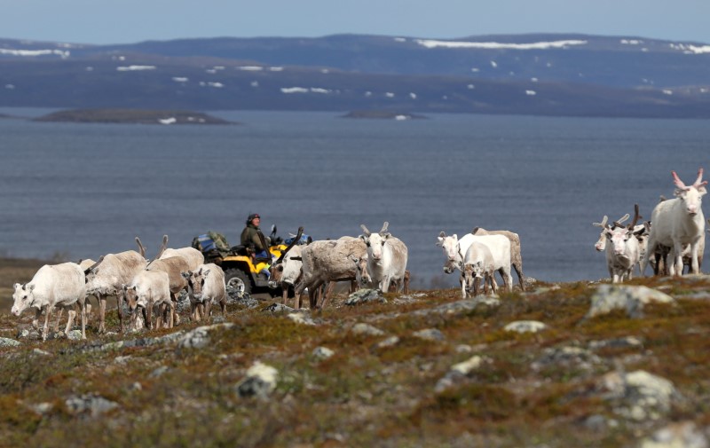 As Arctic warms, reindeer herders tangle with new industries