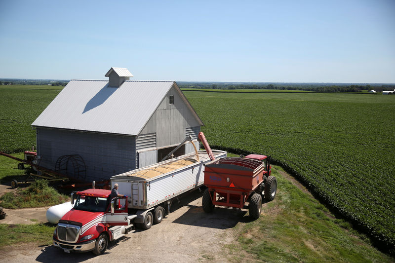 As China soy demand wavers, U.S. farmers turn back to grains