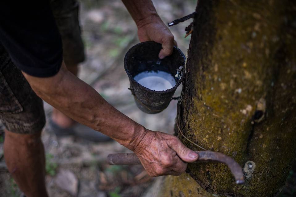 As Rubber Prices Slump, Big Players Stretch Out in Southeast Asia