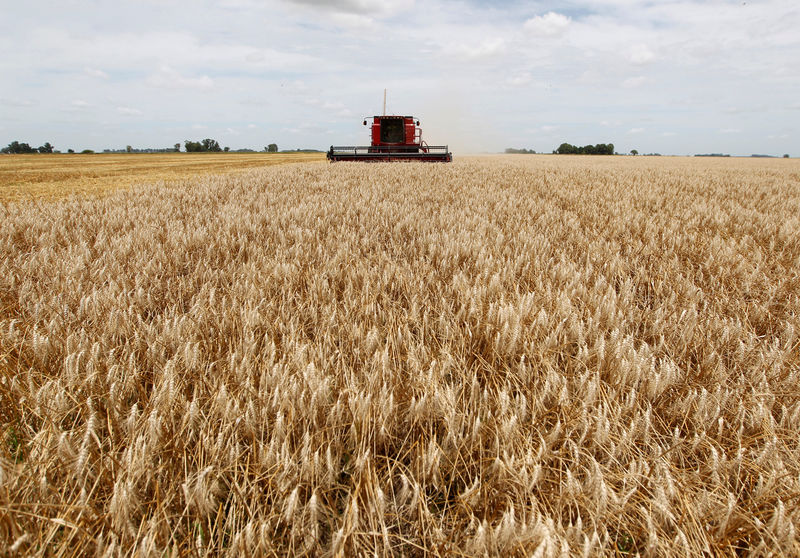 Asian millers turn to Argentina for wheat as drought hits Australian output