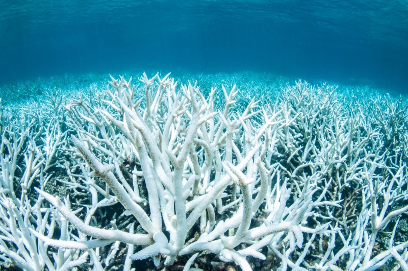 Australia announces 9 million funding for Great Barrier Reef