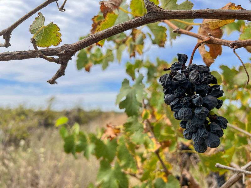 Australian farmers rip out millions of vines amid wine glut