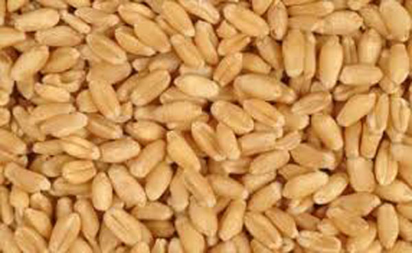 Bangladesh rejects 52,000 tonnes of French wheat