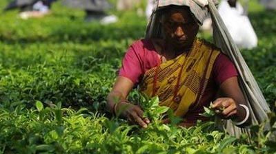 Bangladesh tea prices fall for 6th week on ample supply