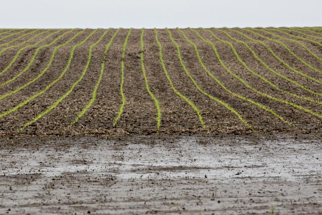 Blindsided by Tariffs, U.S. Farmers Suddenly Face Huge Decision