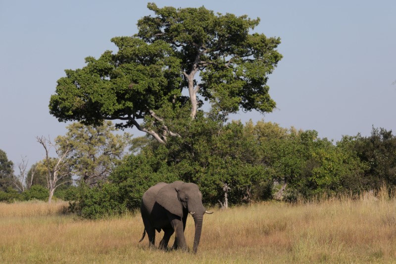 Botswana may put elephants in cross-hairs as it moves to lift hunting ban