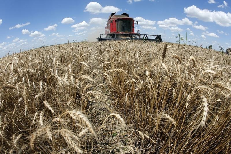 Bumper wheat harvest may ignite Argentina economy