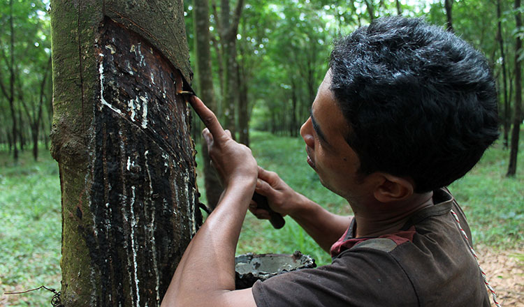 Cambodia: Despite volatile prices, rubber exports rise by 37 percent