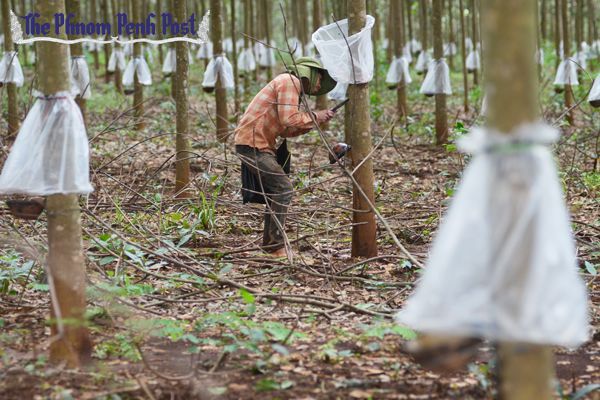 Cambodia: Firmer prospects as rubber rebounds