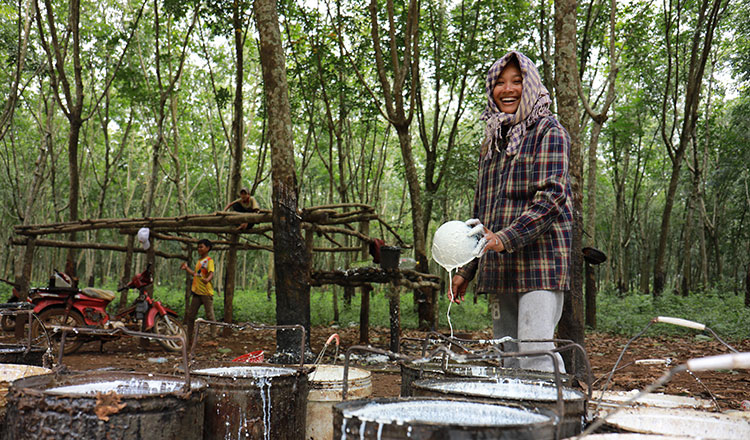 Cambodia: Positive outlook for local rubber sector