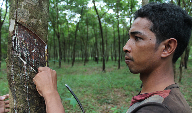 Cambodia: Rubber exports grow slightly as prices fall