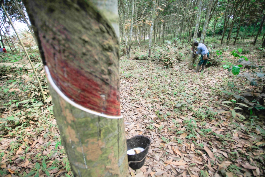 Cambodia: Rubber Exports Keep Rising