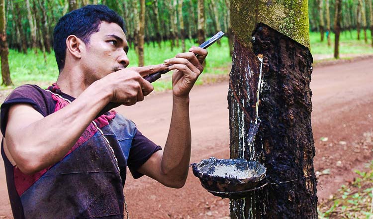 Cambodia: Rubber exports rise 33 percent