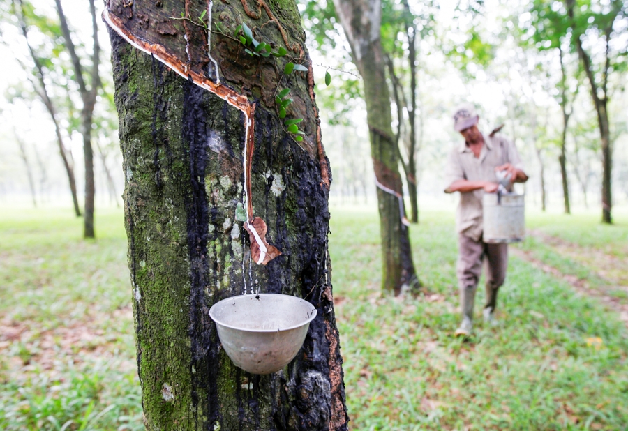 Cambodia: Rubber exports stable