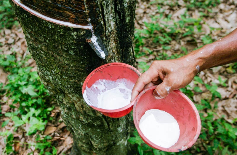 Cambodia: Rubber firms eye China