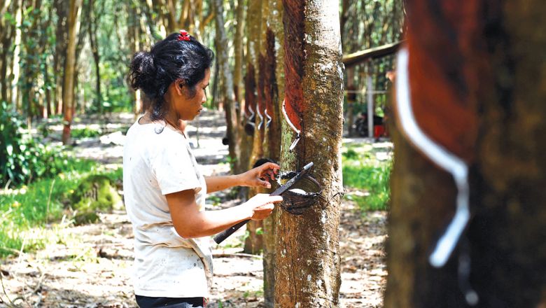 Cambodia: Rubber price drops while exports rise