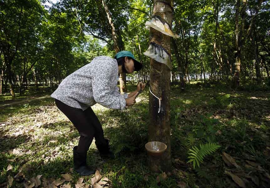 Cambodia: Rubber price faces future dip